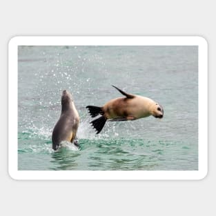 Playful Sea Lions, Baird Bay SA Sticker